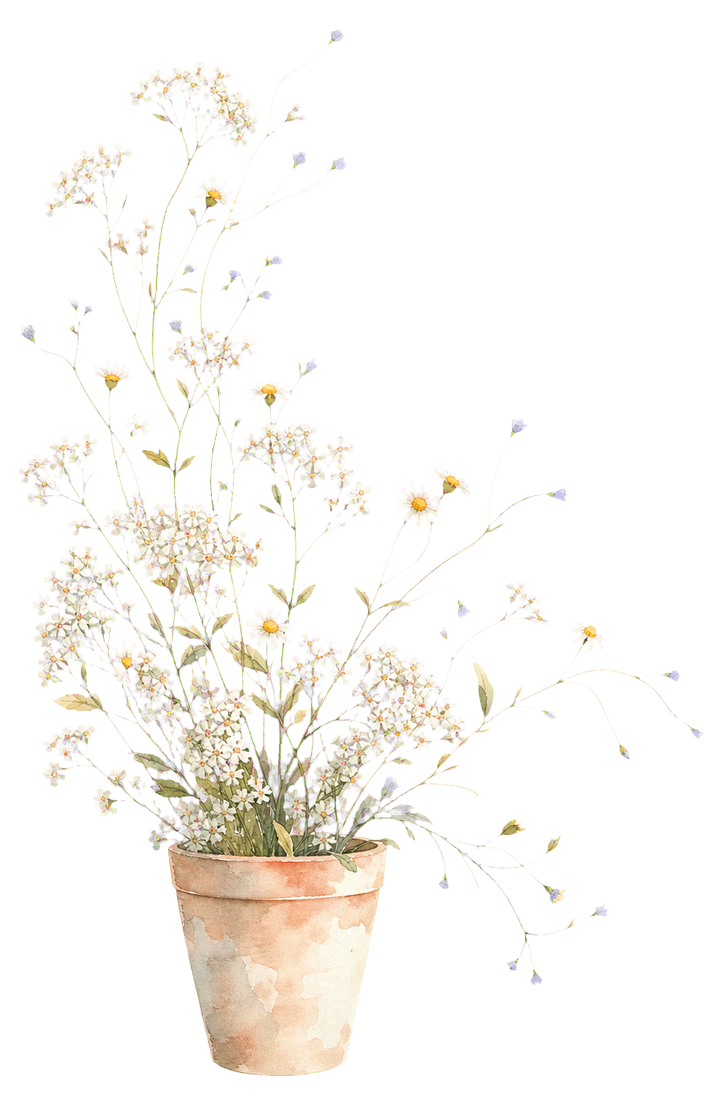 Watercolor terracotta pot of airy white daisies and wildflowers